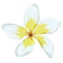 Wonder Curl logo