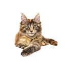 Rocketmans Maine Coons of Michigan logo