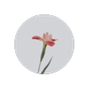 Soft Path Healing logo