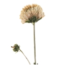 Nut Brown Rose logo