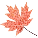 Autumn Funerals logo