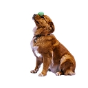 Carolina Dog Training Club logo