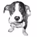 Louis/Dressner Selections logo