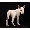 Highland Pet Supply logo