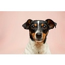 Pet Food Warehouse logo