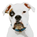 Deaf Dogs Rock logo