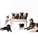 Queen City Canine logo