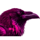 pinkcrow.net favicon