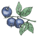 Allergy Free Alaska logo