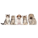 All About Pets logo