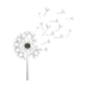 Dandelion Naturals logo