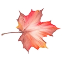 Maple Leaf Mommy logo