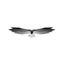 BlackEagleFG logo