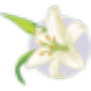 Amherst Dentistry logo