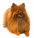 Dog Latin Dog Training & Behavior Consulting logo