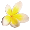 Aloha Maiden Cleaning Service logo
