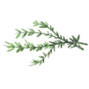 Alternative Chef logo