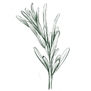 Carrie's Experimental Kitchen logo