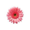 Florists of America logo