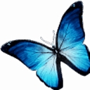 Williamsburg Plastic Surgery logo