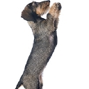 Willow Springs Dachshunds logo
