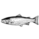 The DeBruce logo