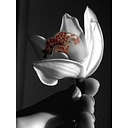 Blue Meadow Flowers logo