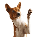 K9 Solutions Center logo