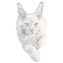 Koontucky Maine Coons logo