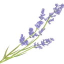 Honey & Lavender Events logo