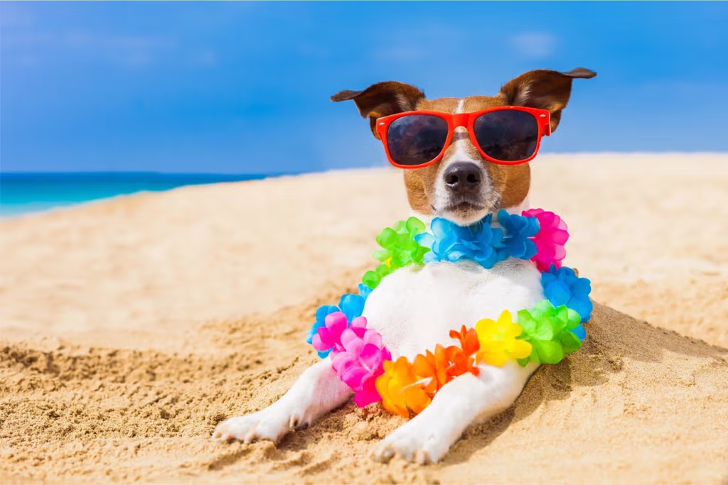 Coastal Critter Pet Care logo