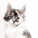 Florida Maine Coons logo