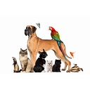 Valley City Veterinary Hospital logo