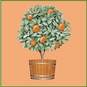 Orange Tree Imports logo