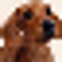 Dachshund Talk logo