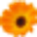 Backstage Florist logo