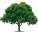 Soil Service Garden Center logo