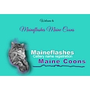 Maineflashes logo