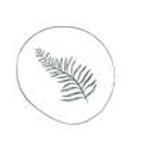 True Vine Counseling logo