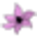 White Pebble Dermatology logo
