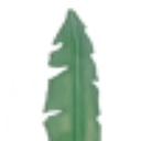 Indochine logo