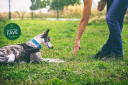 Dog Training With Bob logo