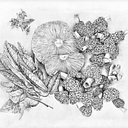 Urban Agrarian logo