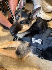 Valor K9 Training logo