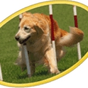 Good as Gold K9 School logo