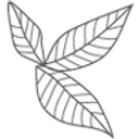 Herbal Haven logo