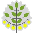 A Zest for Life logo