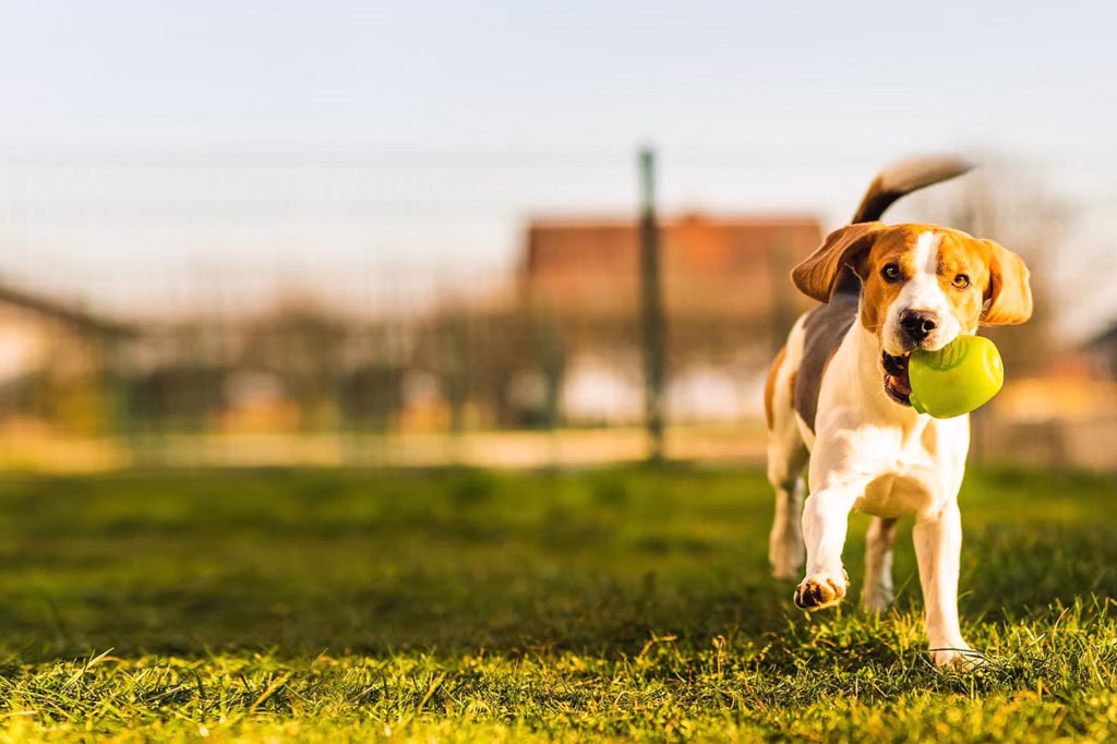Reisterstown Pet Resort & Spa logo