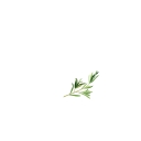 Thyme Herbal Apothecary logo