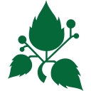 Leucidal logo